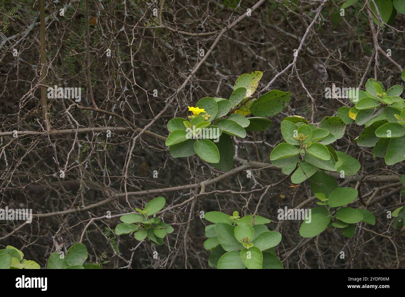 geiger giallo (Cordia lutea) Foto Stock