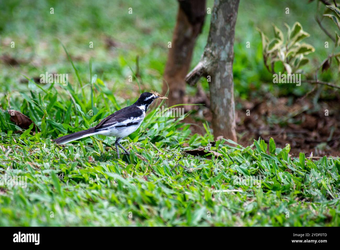 AFRICAN PIED WAGTAIL - Motacilla aguimp al Serenada Eco Resort - Uganda Foto Stock