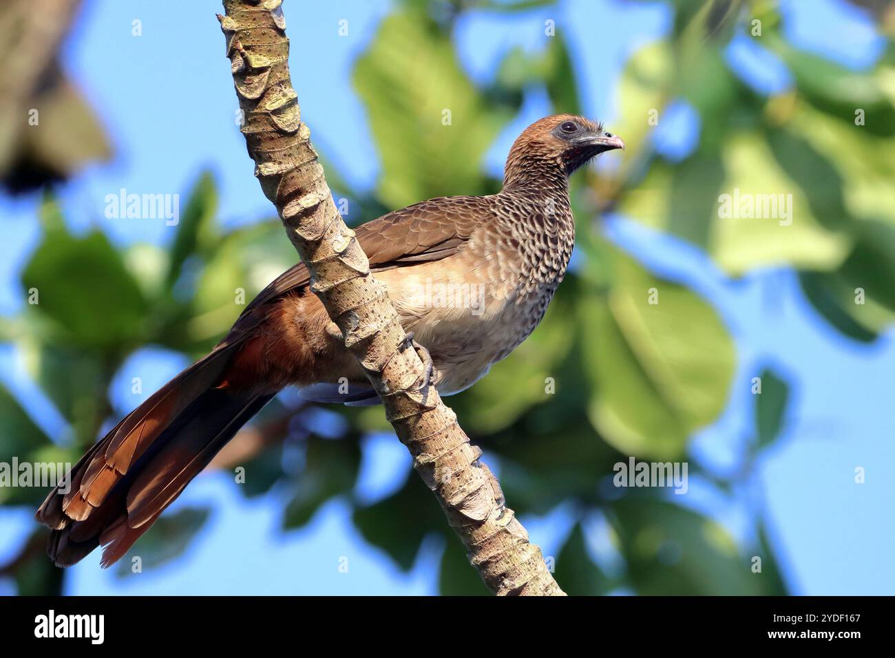 Chachalaca del Brasile orientale (Ortalis araucuan) arroccata su un tronco Foto Stock