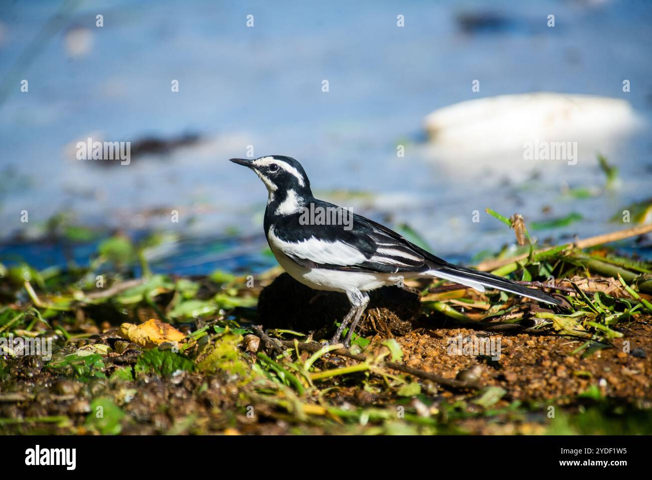 AFRICAN PIED WAGTAIL - Motacilla aguimp al Serenada Eco Resort - Uganda Foto Stock