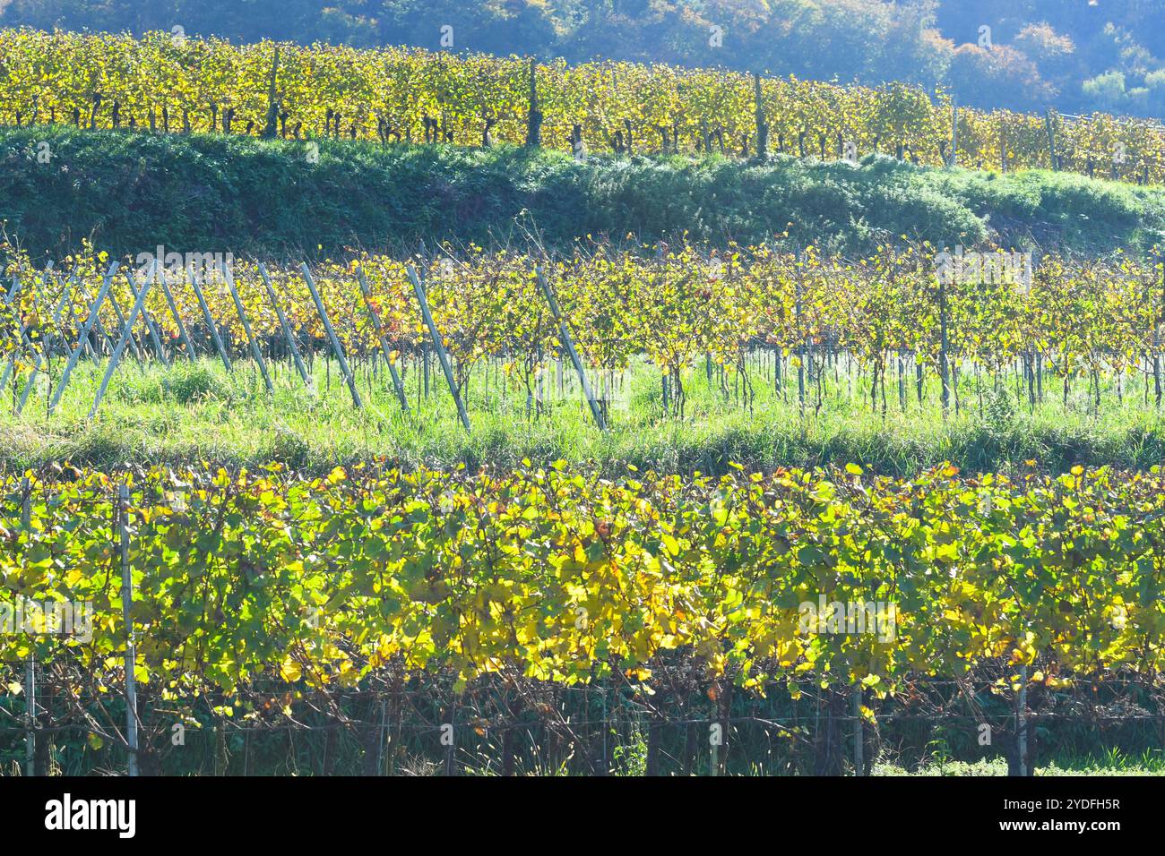 Reblandschaft am Kaiserstuhl ad Altvogtsburg am Kaiserstuhl. Angebaut werden vor allem Burgundersorten wie Spaetburgunder, Grau- und Weissburgunder sowie traditionell Mueller-Thurgau und Silvaner. *** Vengono coltivate le varietà Reblandschaft am Kaiserstuhl ad Altvogtsburg am Kaiserstuhl principalmente di Borgogna come Pinot Nero, Pinot Gris e Pinot bianco, nonché le tradizionali uve Mueller Thurgau e Silvaner Foto Stock