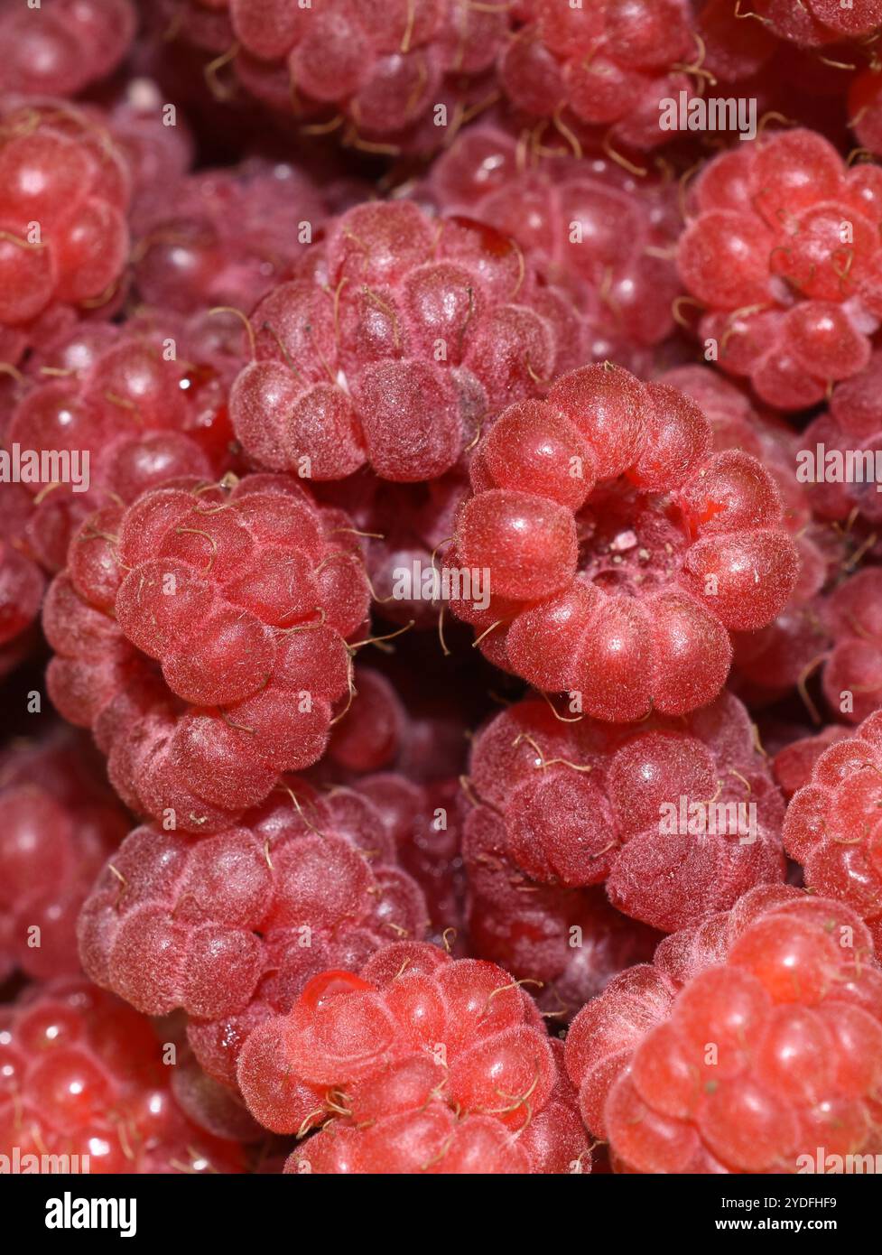 Primo piano sui lamponi rossi freschi Rubus idaeus Foto Stock