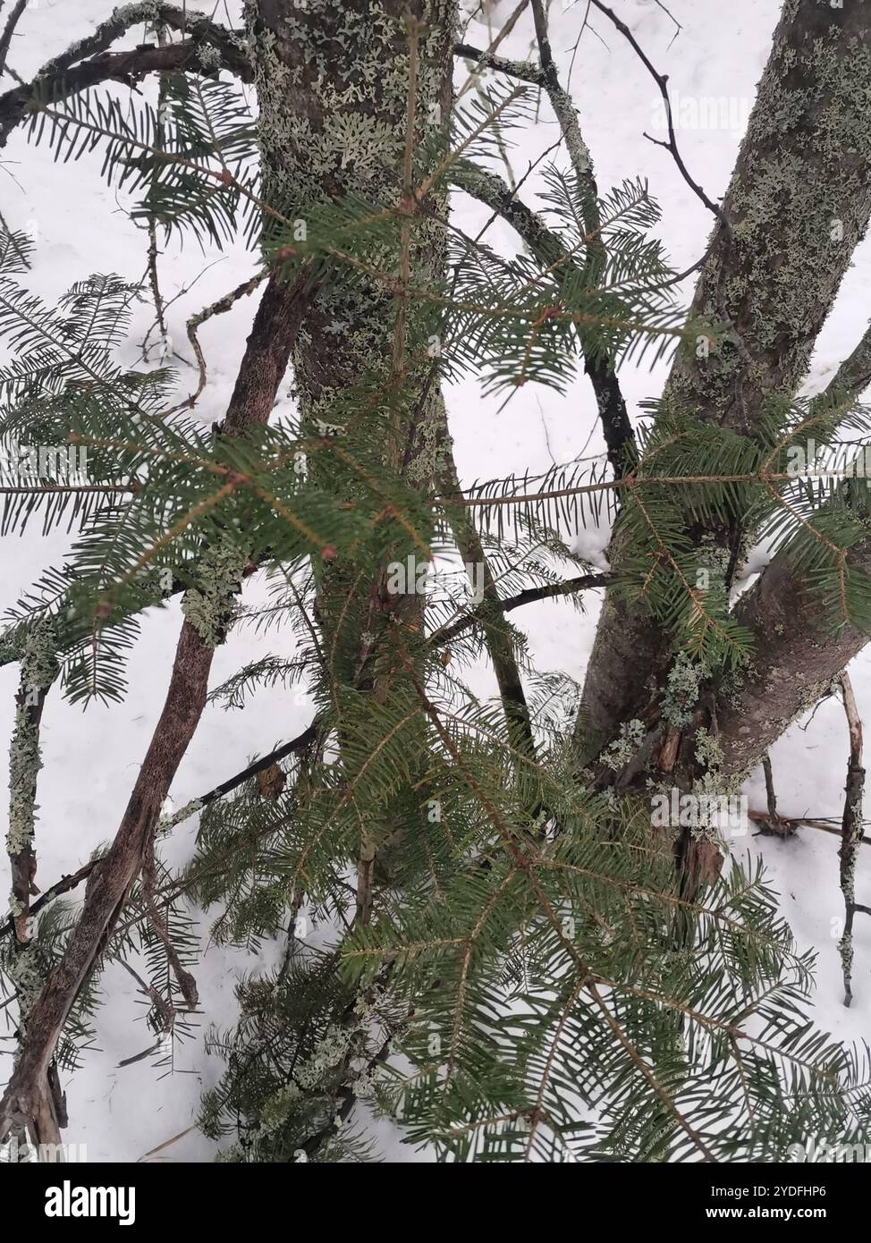 Abete siberiano (Abies sibirica) Foto Stock