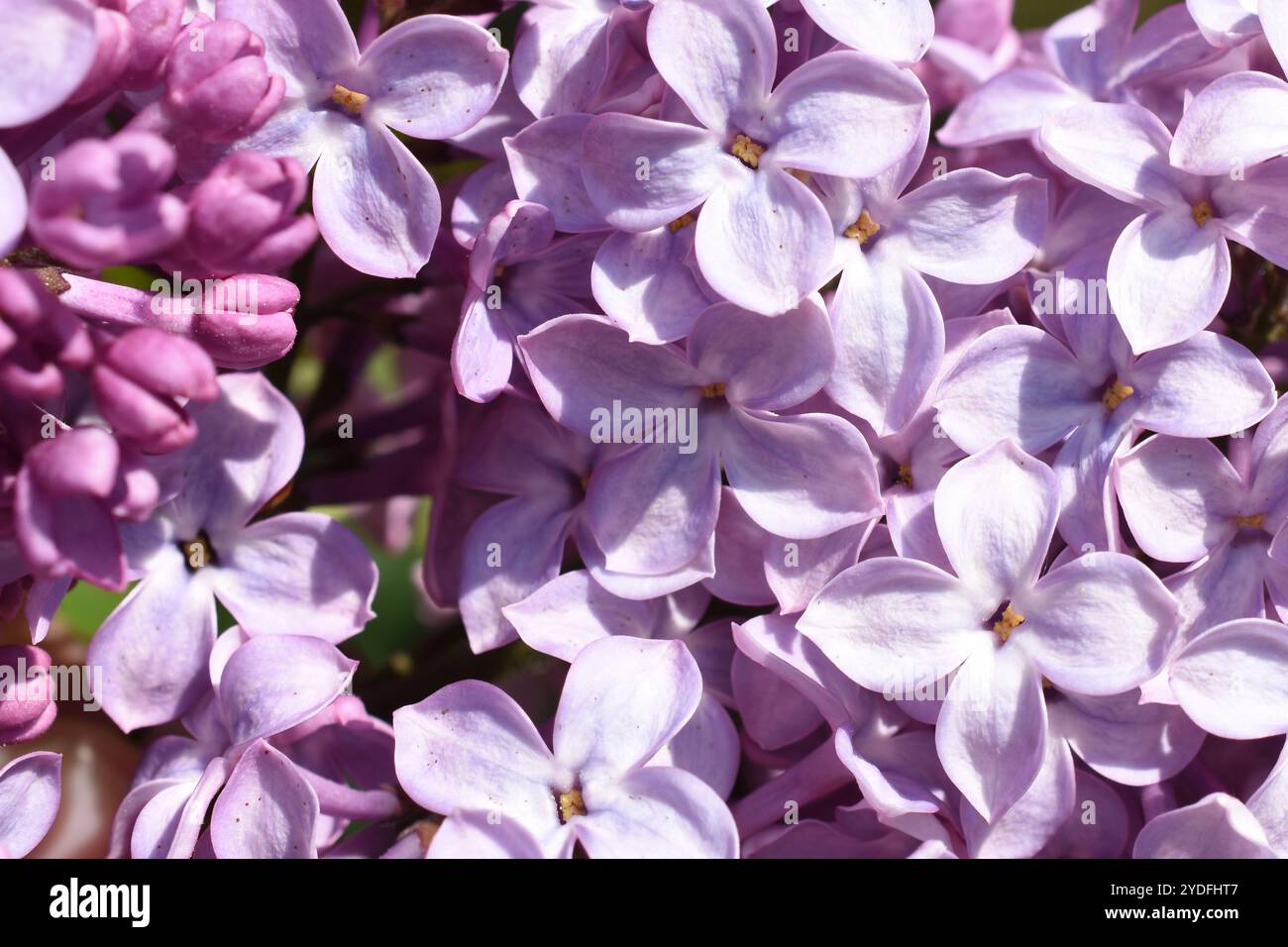 Primo piano di fiori lilla comuni viola Foto Stock