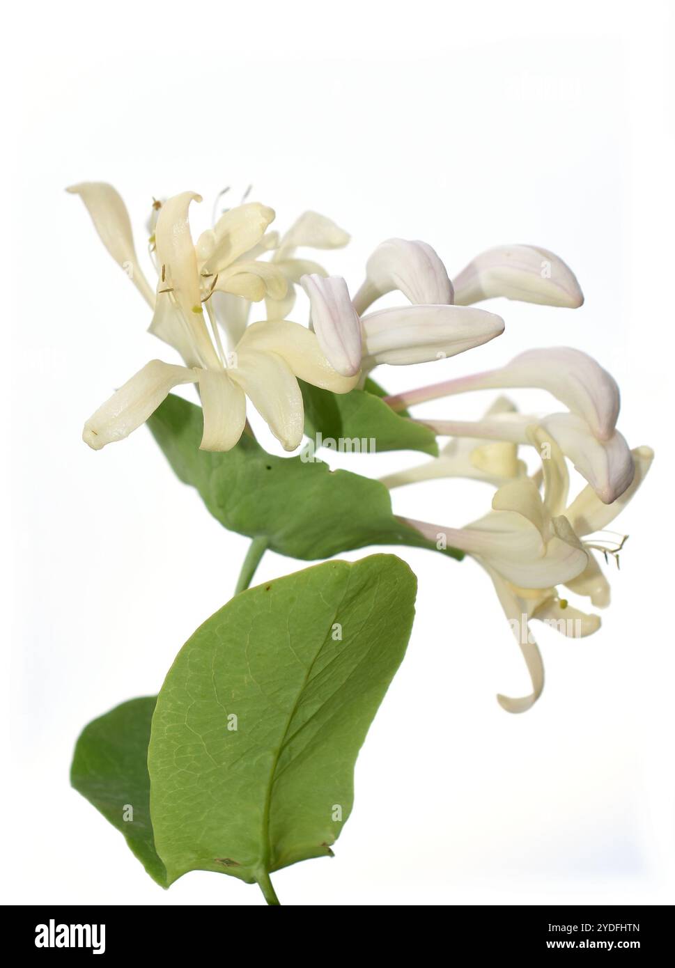 Caprifoglio giapponese Lonicera japonica fiore su sfondo bianco Foto Stock