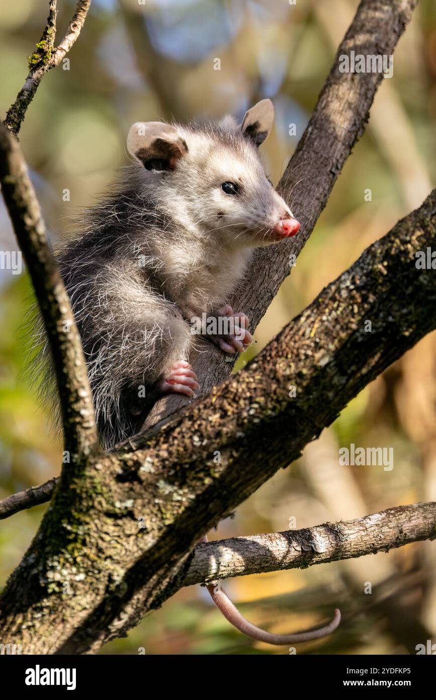 Graziosa Virginia opossum (Didelphis virginiana) in albero - Pisgah National Forest, vicino a Brevard, North Carolina, Stati Uniti Foto Stock