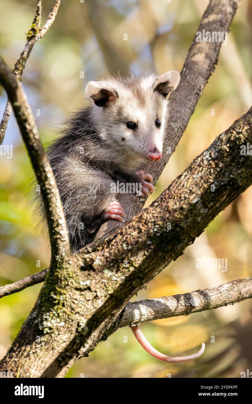Graziosa Virginia opossum (Didelphis virginiana) in albero - Pisgah National Forest, vicino a Brevard, North Carolina, Stati Uniti Foto Stock