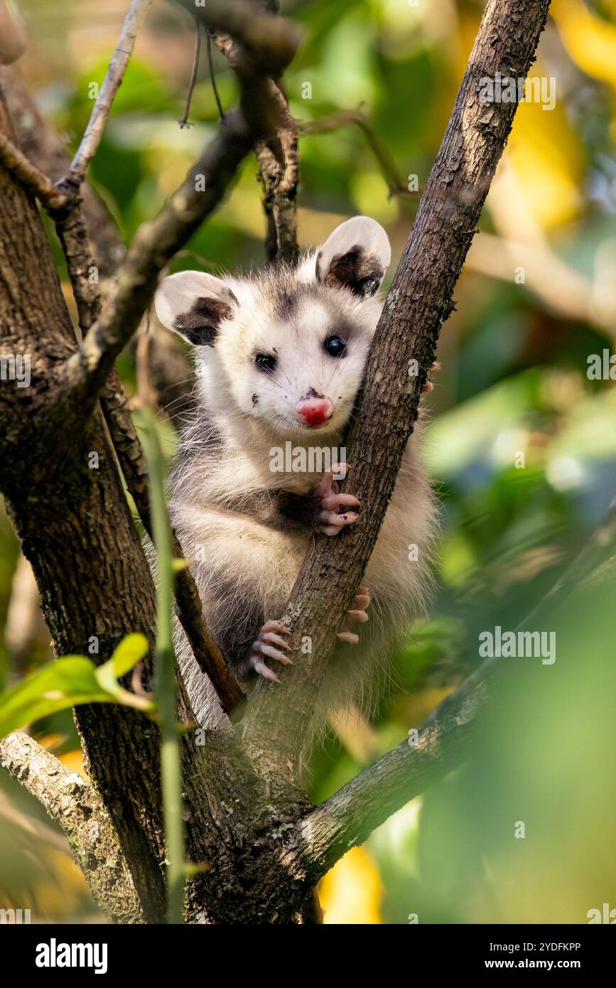 Graziosa Virginia opossum (Didelphis virginiana) in albero - Pisgah National Forest, vicino a Brevard, North Carolina, Stati Uniti Foto Stock