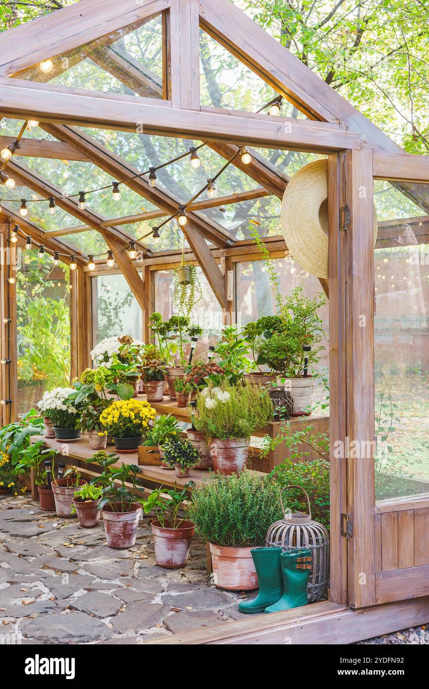 Vasi con fiori e piante in piedi sugli scaffali all'interno della serra sullo sfondo soleggiato del giardino. Vegetazione naturale, elementi del giardino e pianta in vaso Foto Stock