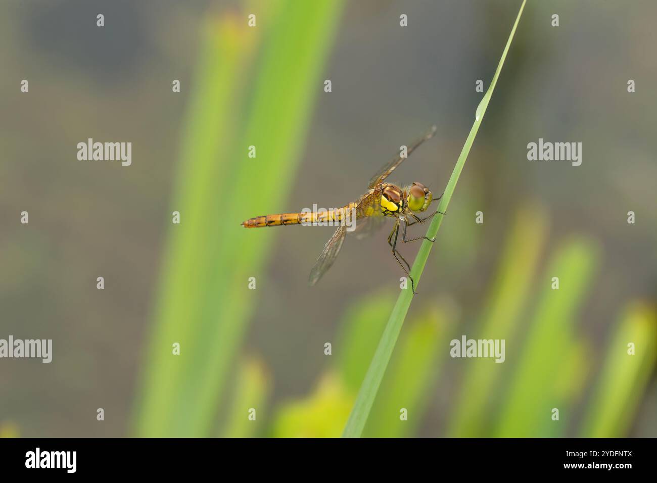 Darter Dragonfly comune su una foglia Foto Stock
