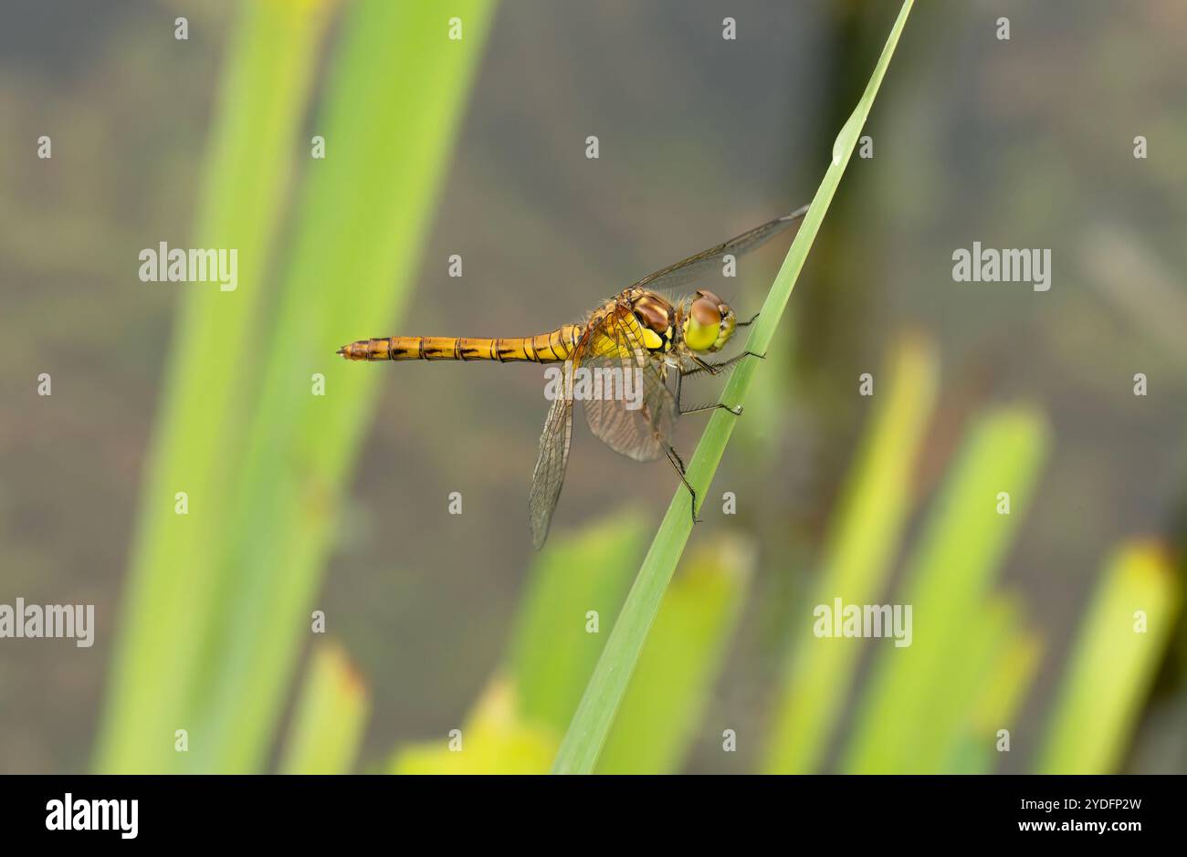 Darter Dragonfly comune su una foglia Foto Stock