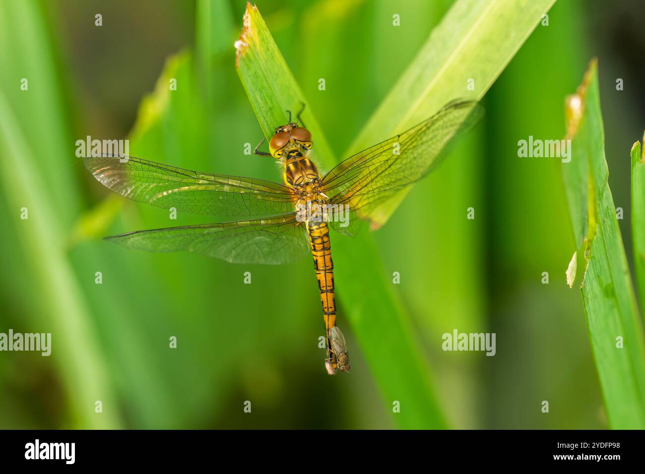 Darter Dragonfly comune su una foglia Foto Stock
