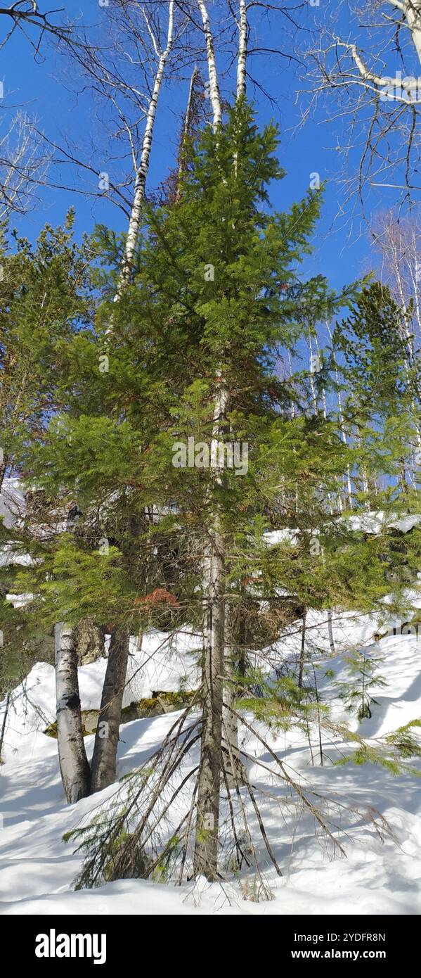 Abete siberiano (Abies sibirica) Foto Stock