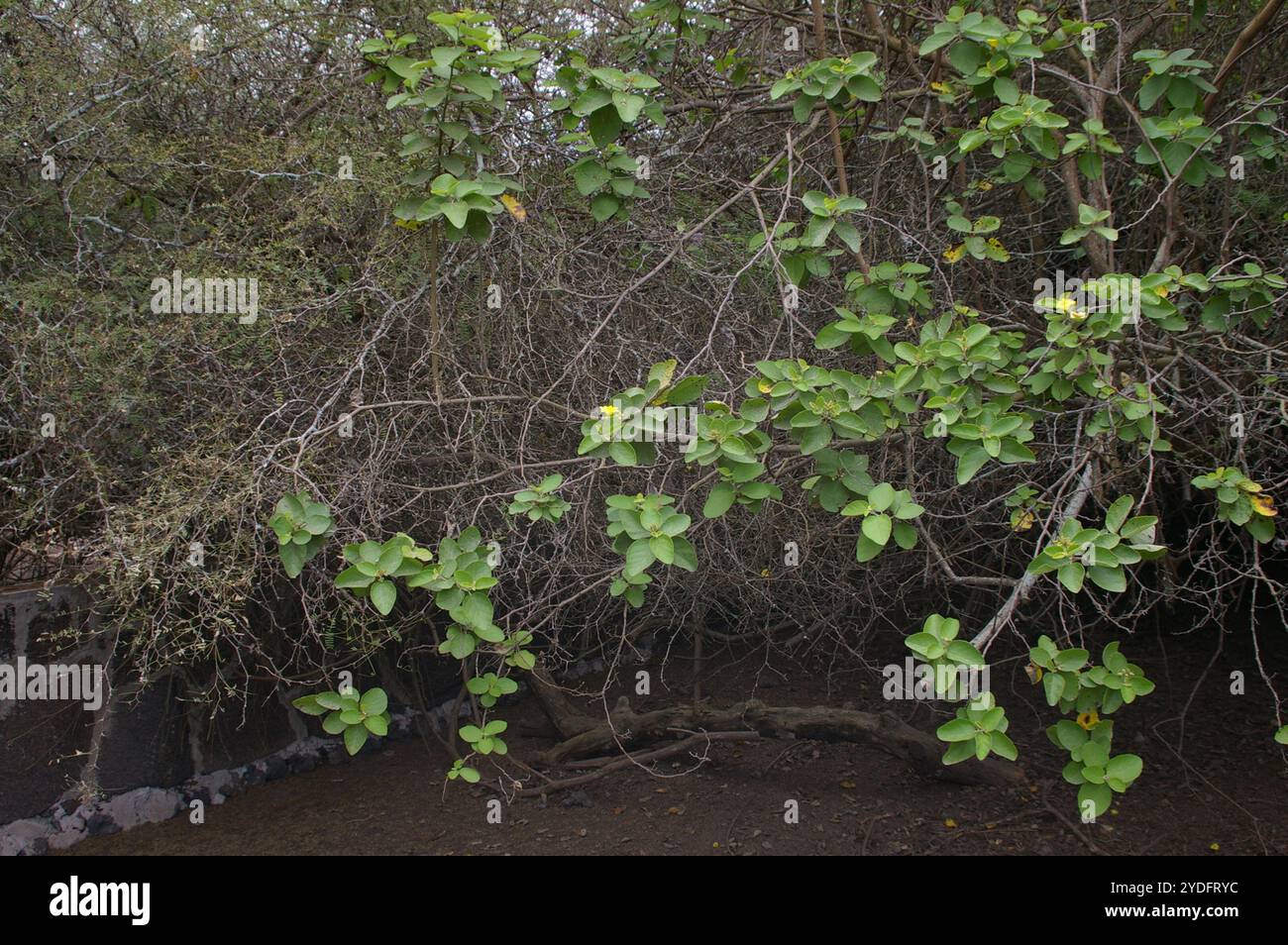 geiger giallo (Cordia lutea) Foto Stock