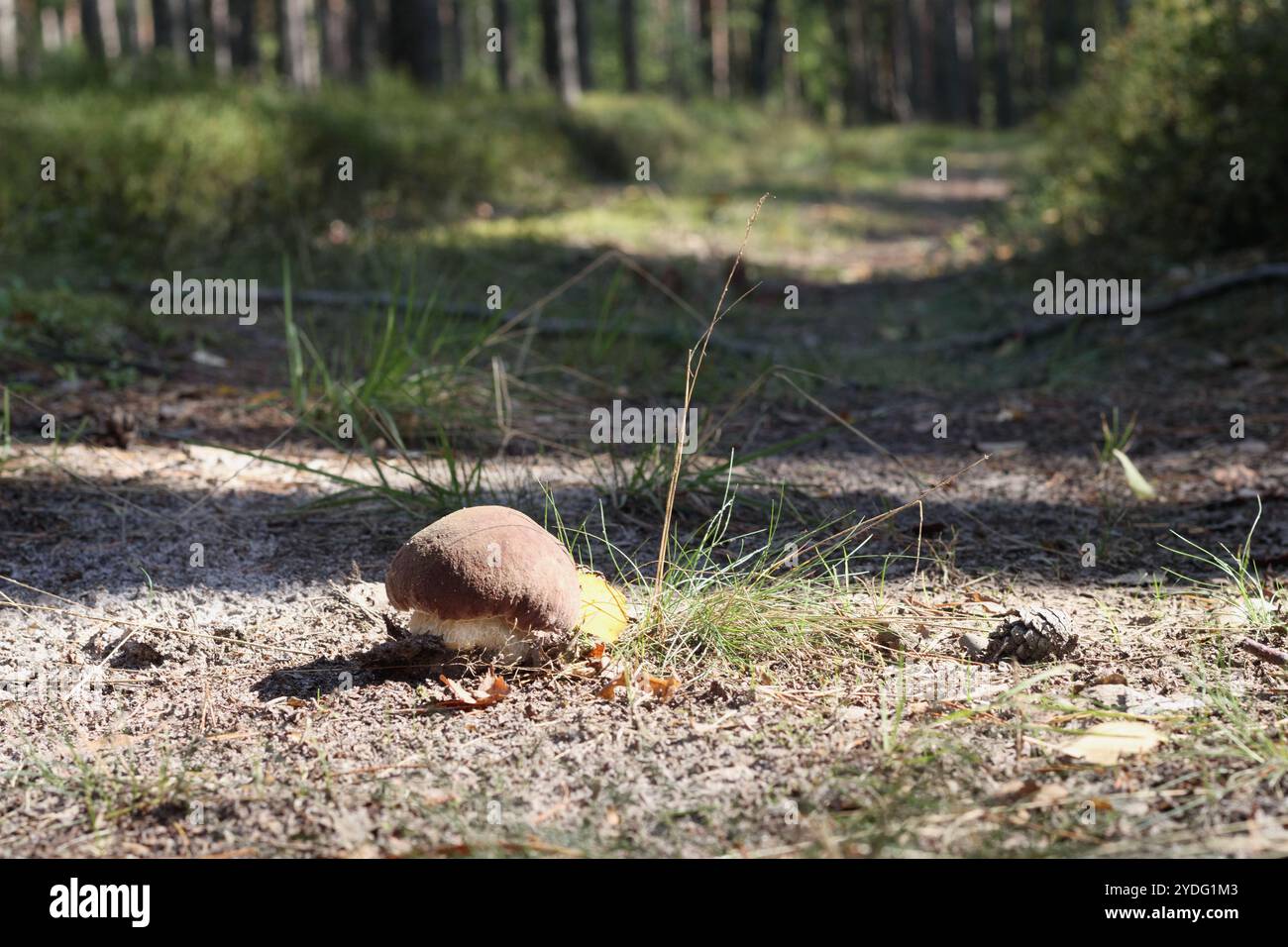 Sentiero nel bosco con scoiattolo immagini e fotografie stock ad alta ...