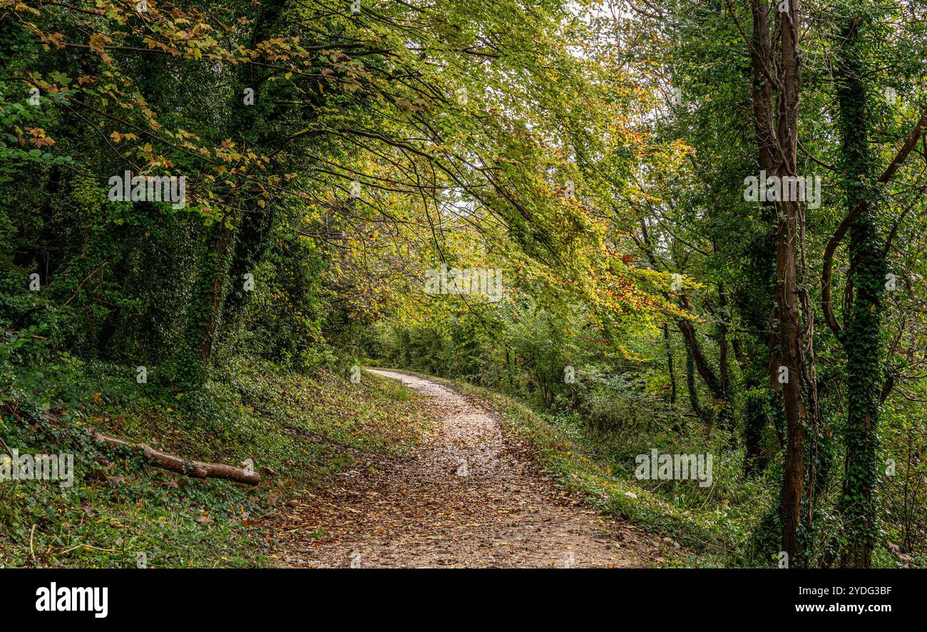 Sentiero boschivo intorno al lago Swanbourne, West Sussex con splendidi colori autunnali nei boschi circostanti Foto Stock