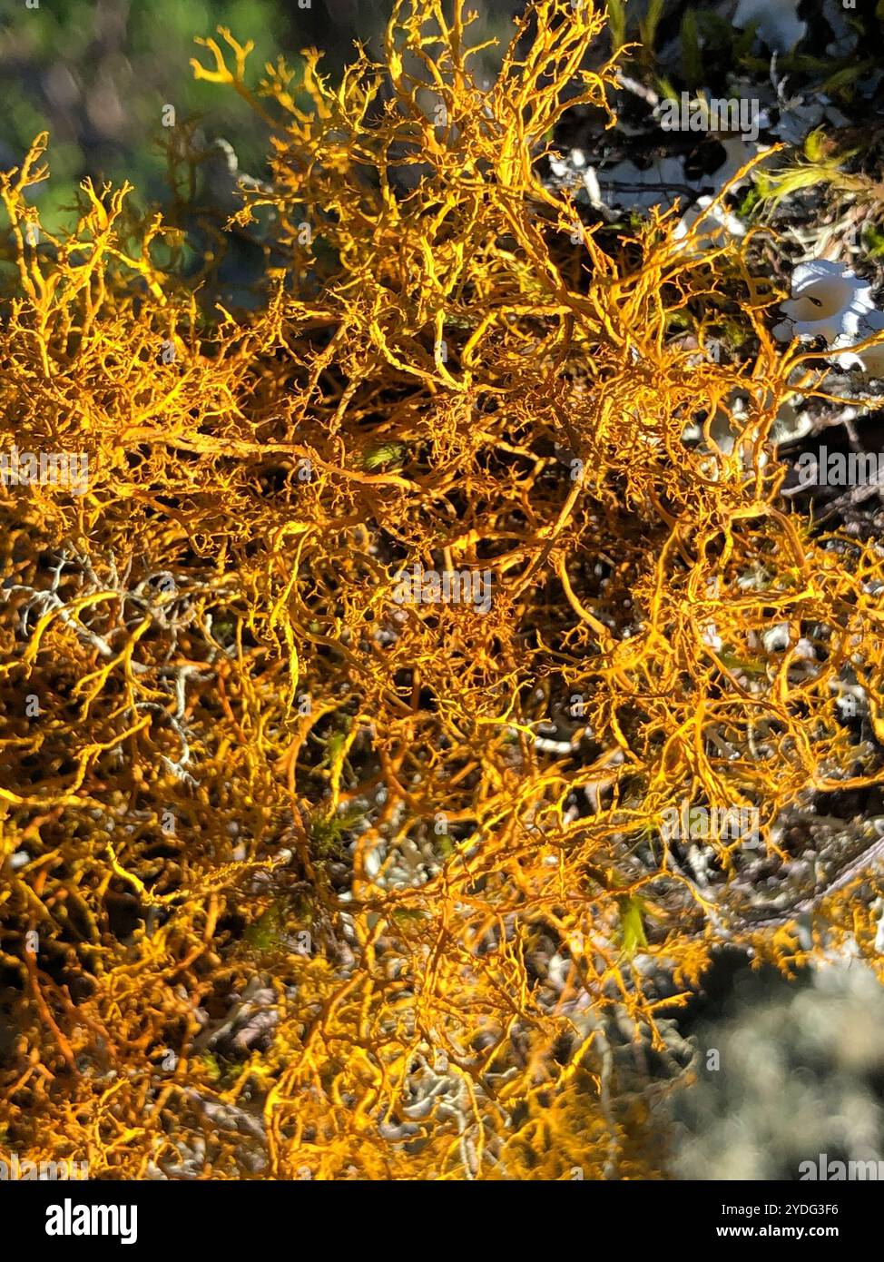 Golden Hair-lichen (Teloschistes flavicans) Foto Stock