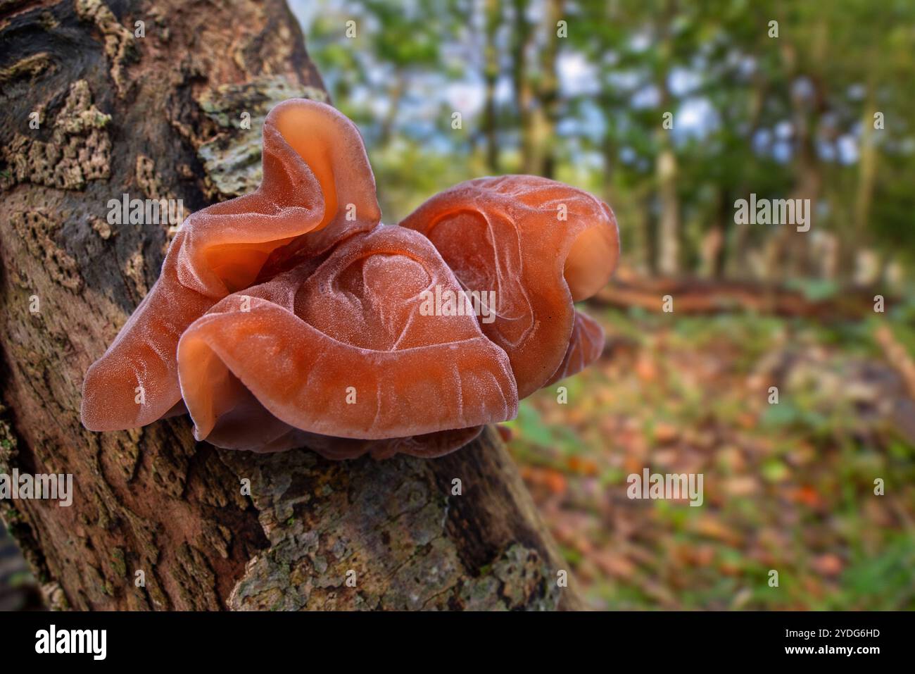 Orecchie di legno / fungo dell'orecchio di gelatina / orecchio di ebreo (Auricularia auricula-judae / Tremella auricula) corpo di frutta sul ceppo di albero nella foresta in autunno / autunno Foto Stock