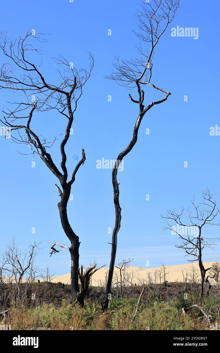 Disastro ecologico: Foresta di pini distrutta dai grandi incendi del luglio 2022 intorno alla Dune du Pilat in Gironde, nel sud-ovest della Francia. Più di t Foto Stock