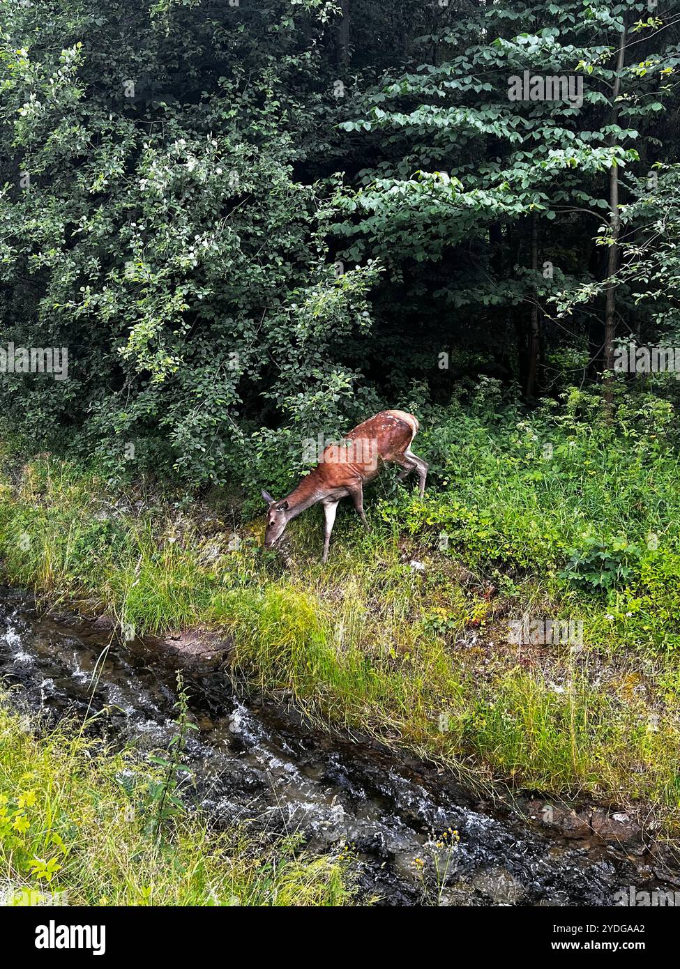 Il giovane cervo di daino si trova vicino al torrente d'acqua e alla foresta verde, bevendo Foto Stock