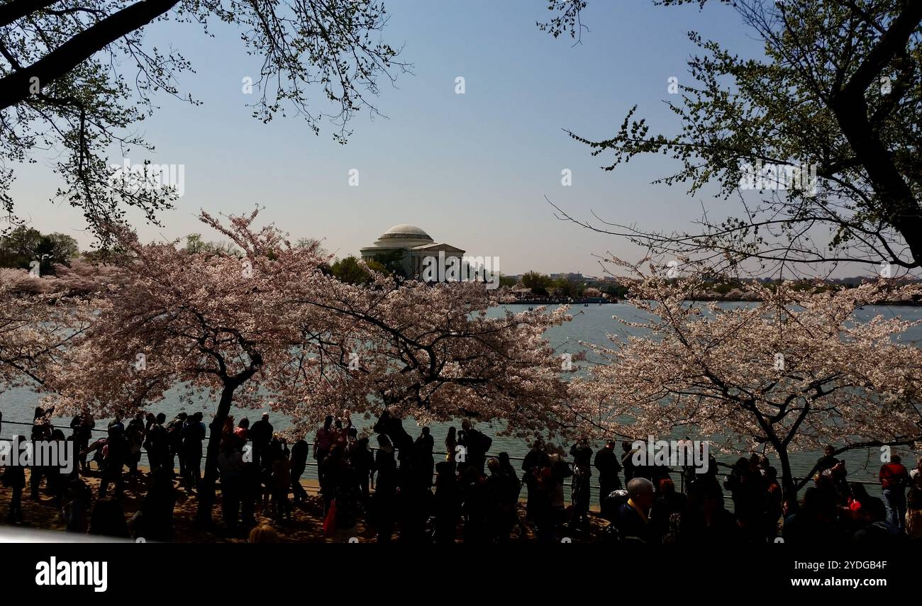 I turisti attirano il Tidal Basin durante l'annuale National Cherry Blossom Festival di Washington, D.C. Foto Stock