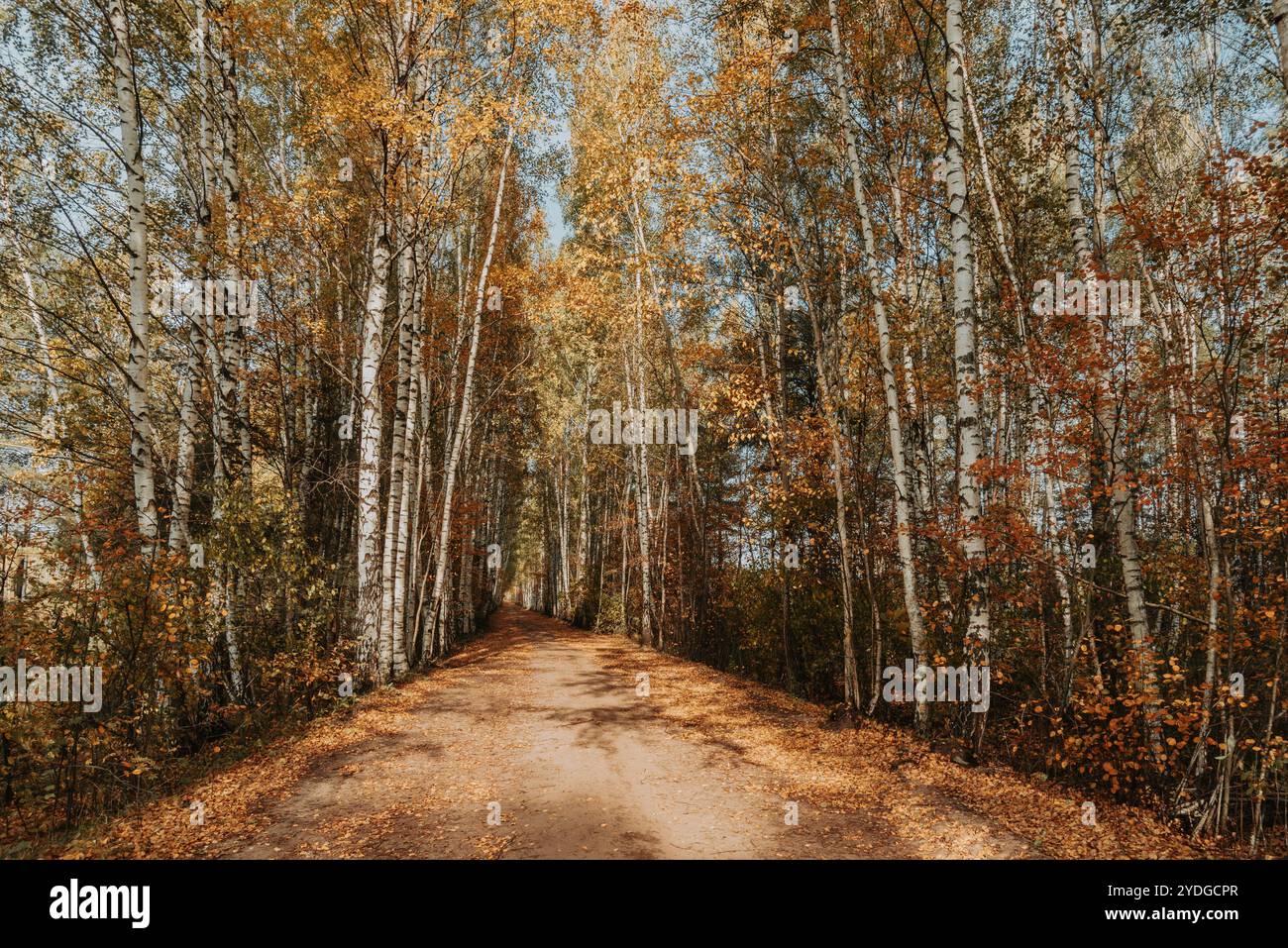 Bellissimo vicolo di betulle ad Autumn Foto Stock