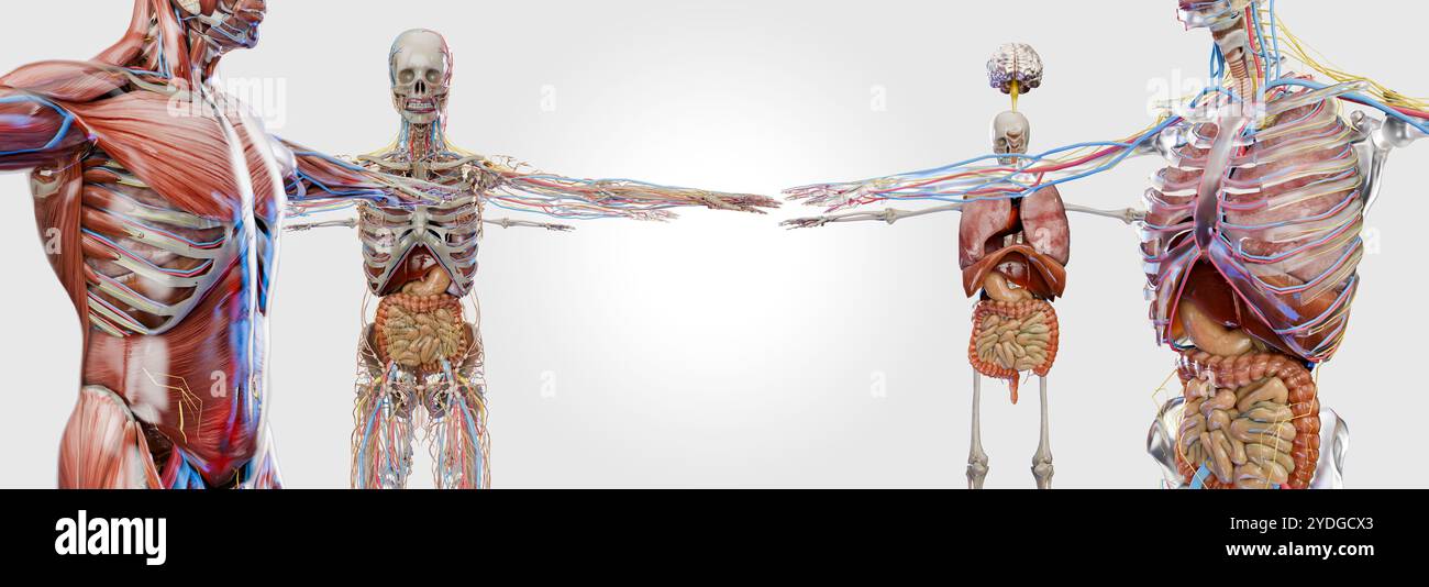 Anatomia umana, organi e ossa interni, apparato respiratorio, digestivo e venoso nervoso circolatorio, vescica biliare, gastrointestinale, intestino e stom Foto Stock