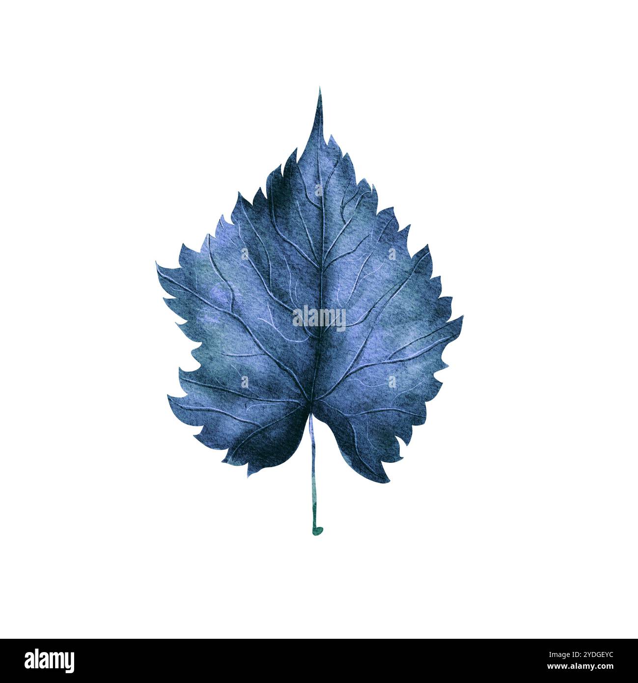 Foglia di tiglio blu secco autunnale, sfondo bianco isolato, disegnato a mano con acquerello in stile realistico. Illustrazione per inviti, biglietti, stampe, Foto Stock