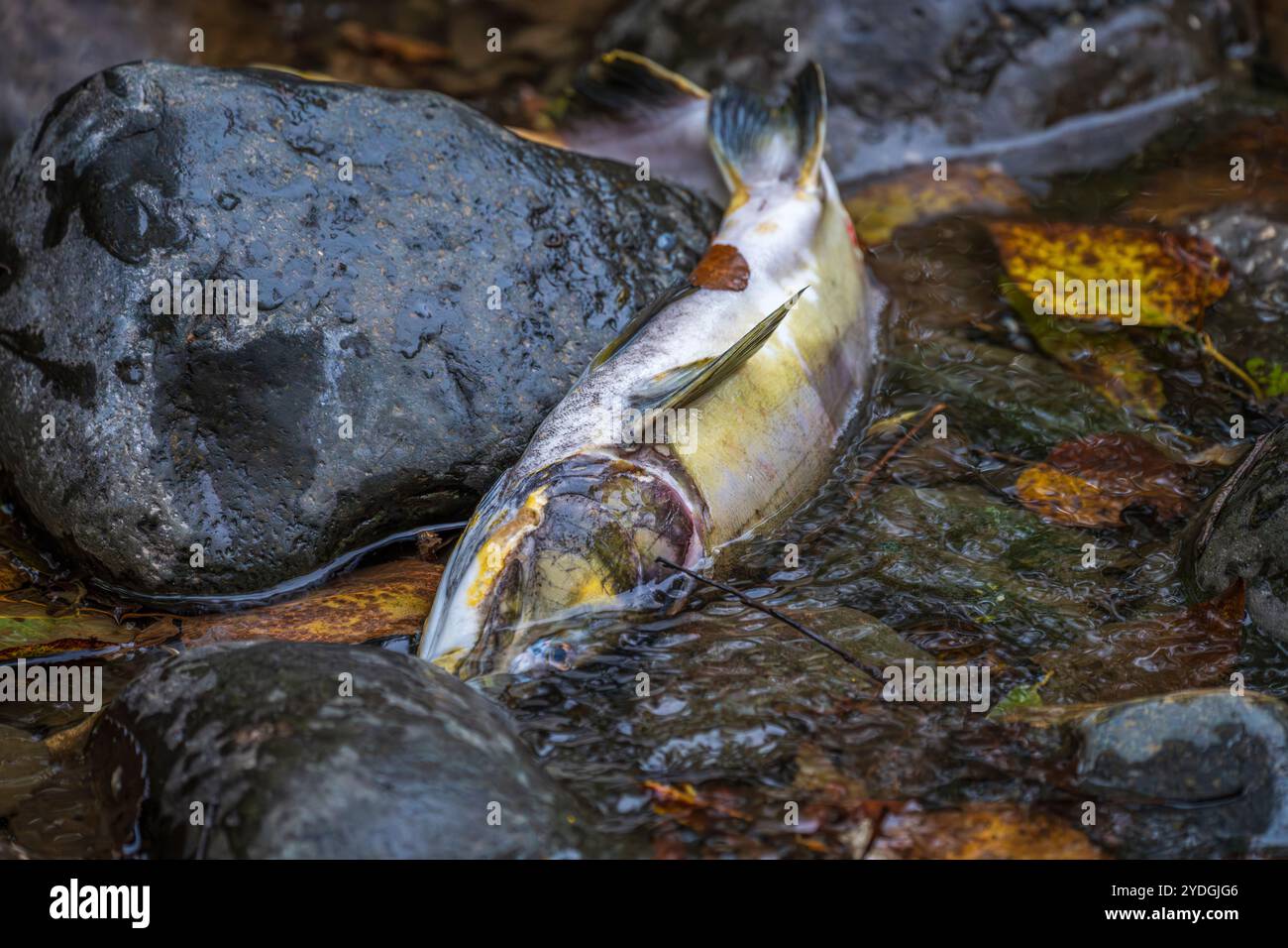 Il corpo di un salmone del Pacifico giace in acque poco profonde essendo morto dopo la riproduzione Foto Stock