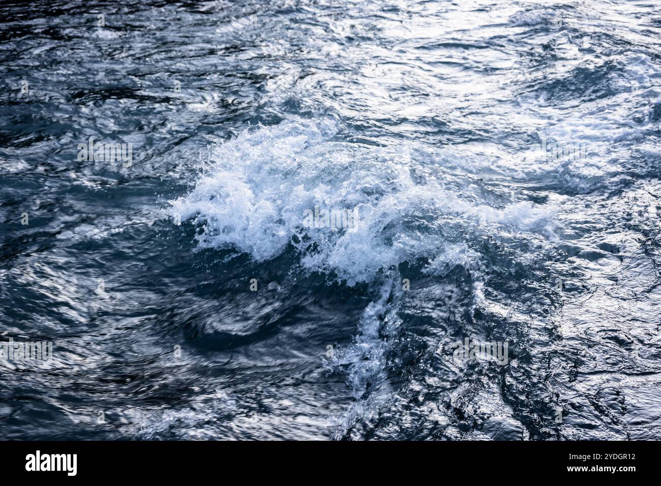 Cappellini bianchi nel fiume Hoh nell'Olympic National Park Foto Stock