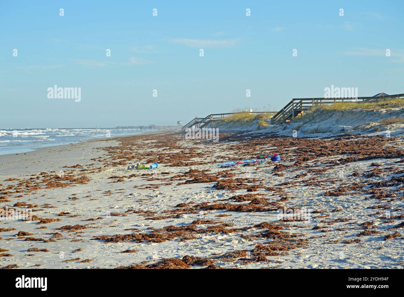 Ponce Inlet, Beach Seascape dopo l'uragano Milton, spiagge disseminate di alghe a perdita d'occhio. Foto Stock