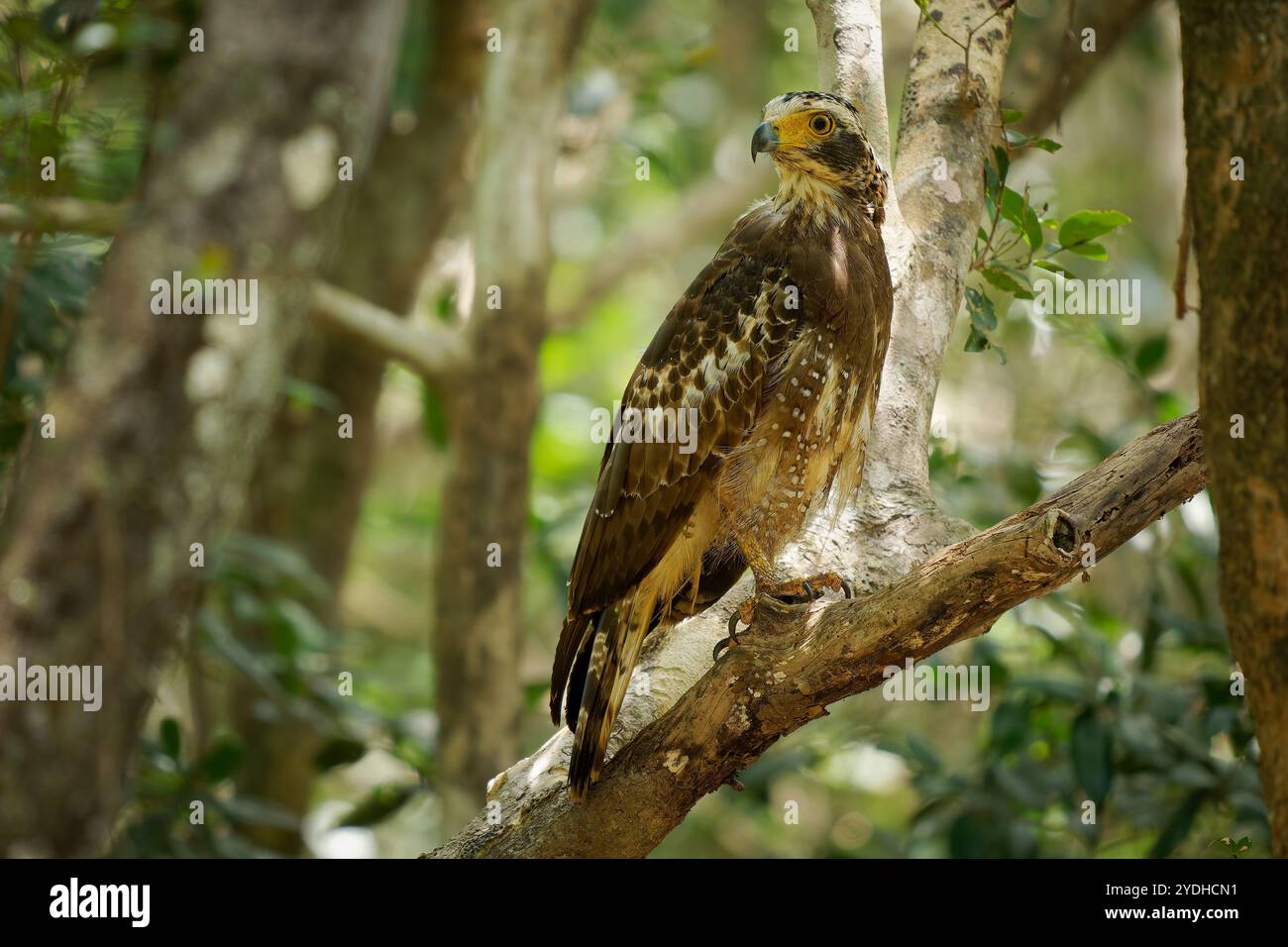 Aquila serpente crestata - Spilornis cheela è un rapace di medie dimensioni che si trova in habitat boschivi in tutta l'Asia tropicale, un uccello bruno ha la cresta sulla cresta Foto Stock
