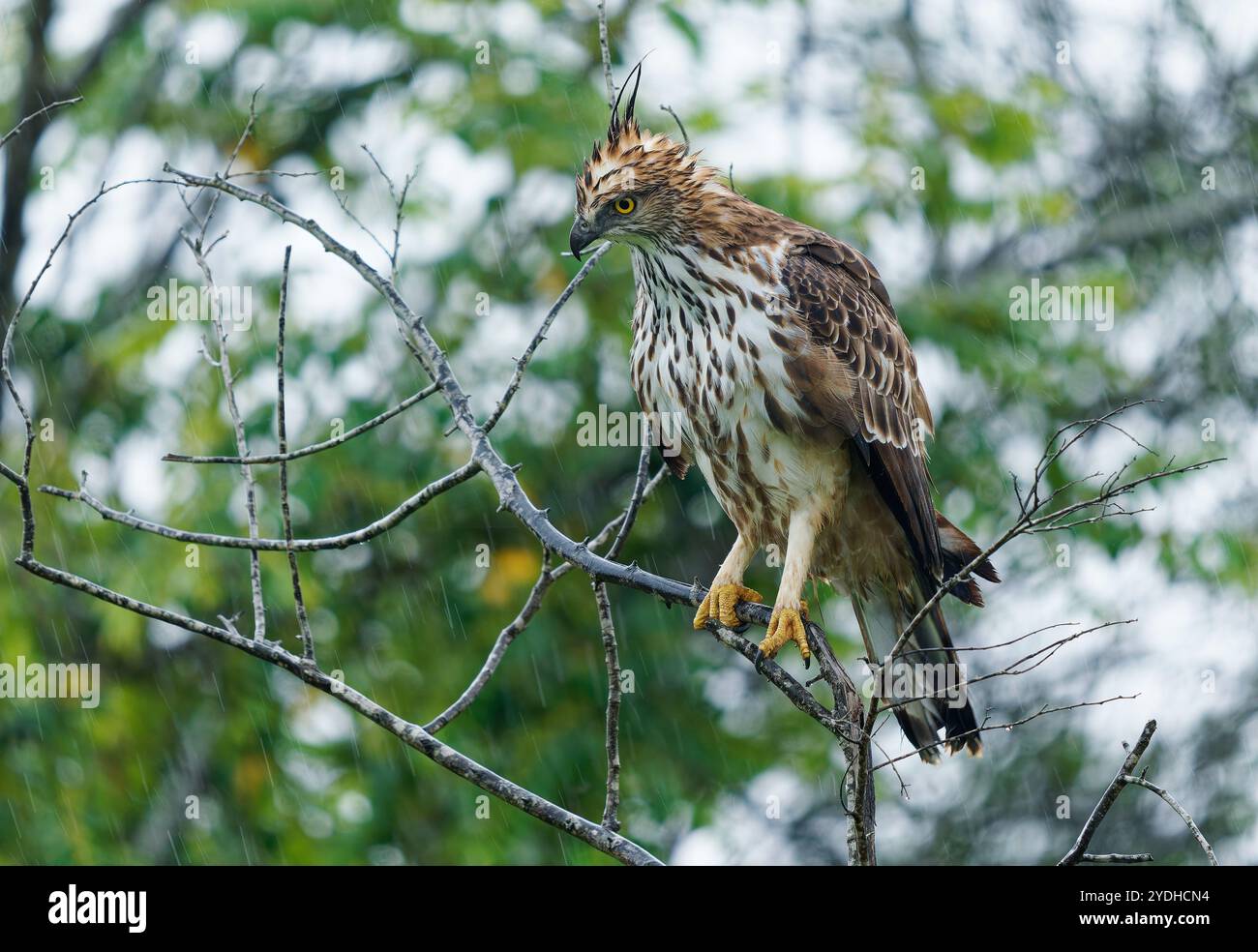 Aquila di Falco mutabile o aquila di falco crestata - Nisaetus limnaeetus cirrhatus è un grande uccello crestato preda di Accipitridae, seduto sul ramo Foto Stock