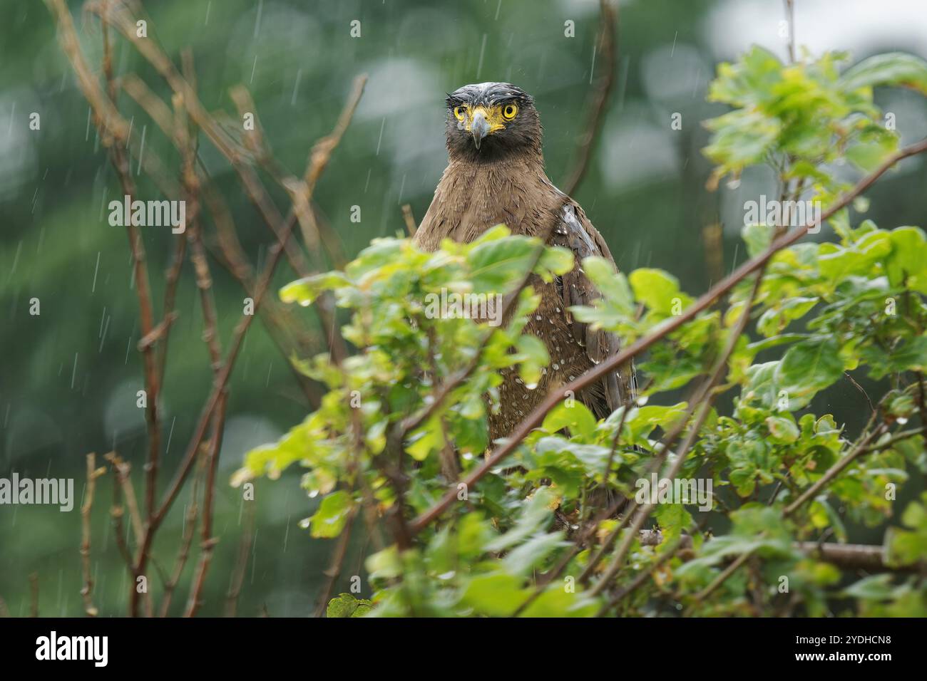 Aquila serpente crestata - Spilornis cheela è un uccello preda di medie dimensioni che si trova in habitat boschivi in tutta l'Asia tropicale, uccello bruno con la cresta in alto Foto Stock