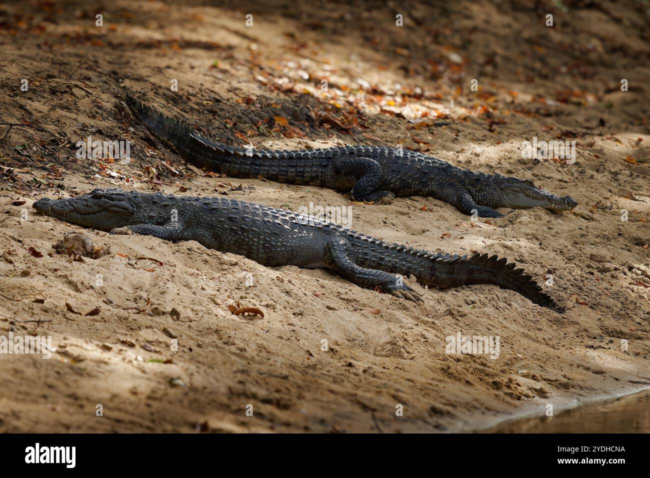 Coccodrillo da mugger Crocodylus palustris coccodrillo di medie dimensioni, anche mugger o coccodrillo palustris, originario degli habitat di acqua dolce dall'Iran a. Foto Stock