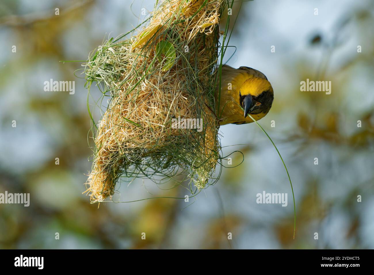 Baya tessitore Ploceus philippinus uccello giallo trovato in tutto il subcontinente indiano e nel sud-est asiatico, in praterie, aree coltivate, macchia, appeso r Foto Stock