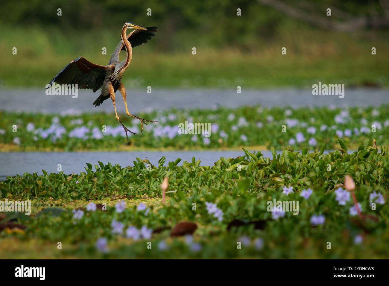 Erone viola - Ardea purpurea uccello da guado della famiglia degli aironi Ardeidae, razze in Africa, Europa e Asia, cacce di pesce, roditori, rane e insetti, grigio an Foto Stock
