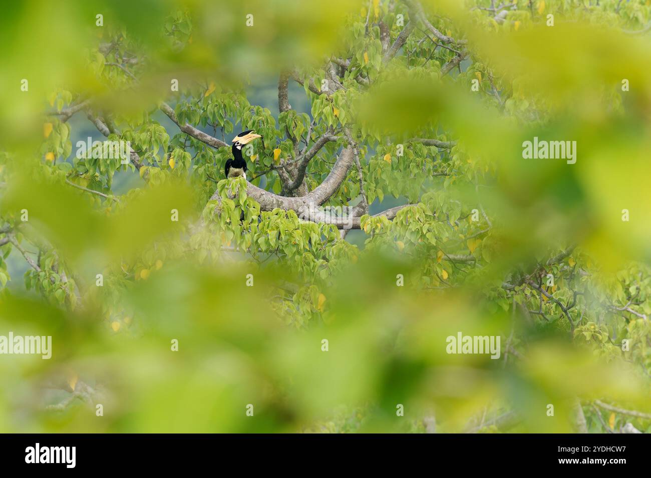 Malabar carpino piccante Anthracoceros coronatus anche piccolo carpino piccante, uccello bianco e nero con grande becco giallo nel baldacchino verde dell'albero, comune Foto Stock
