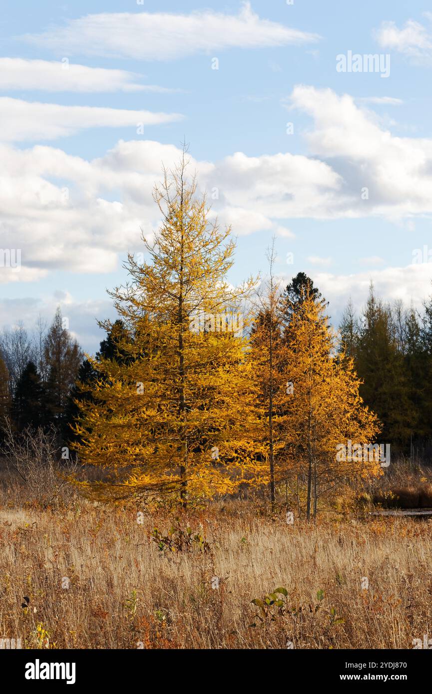 Alberi di Tamarack. Quebec, Canada Foto Stock