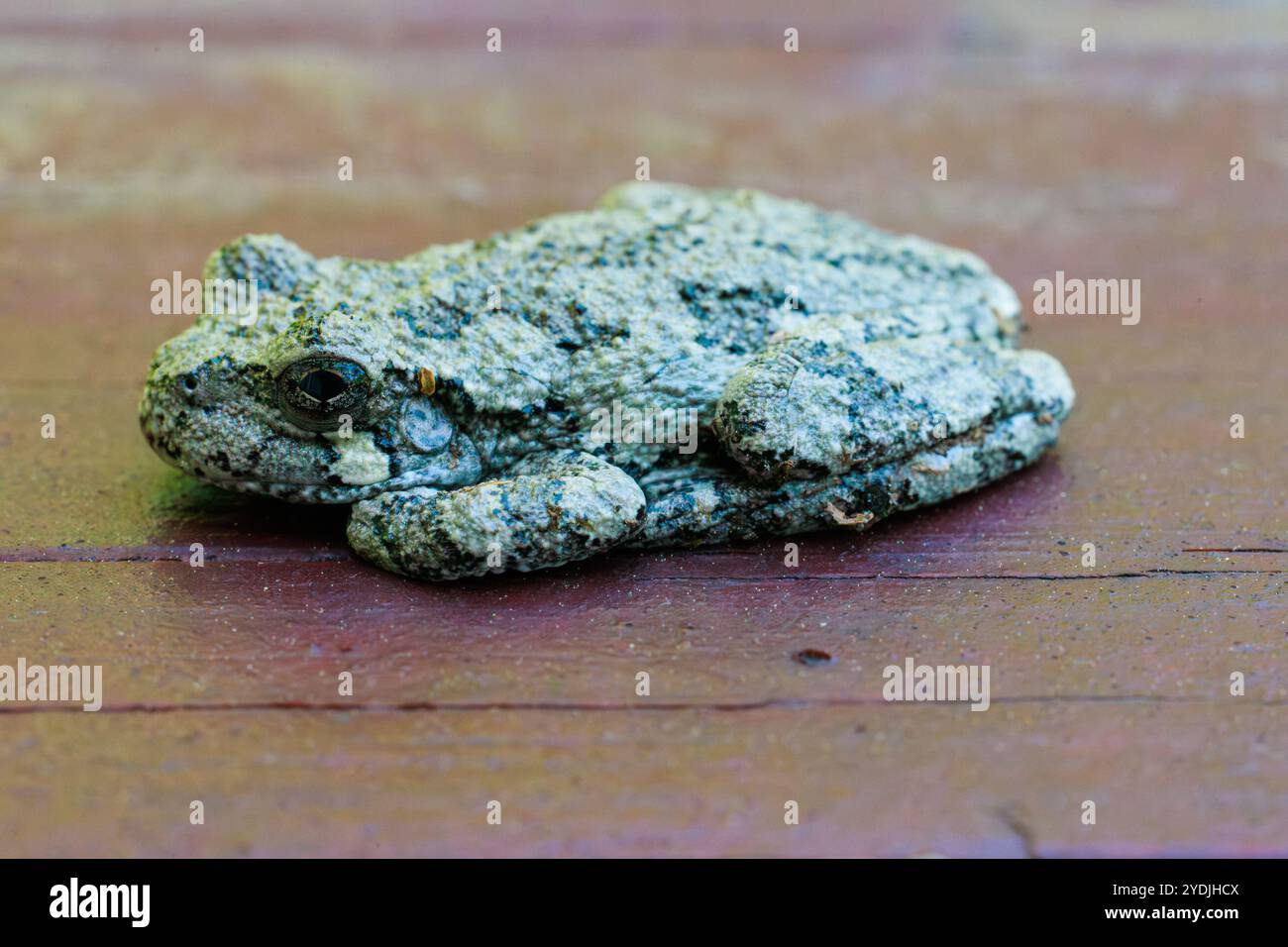 Una rana grigia seduto sul legno che cerca di mescolarsi con braccia e gambe nascoste. Primo piano Foto Stock