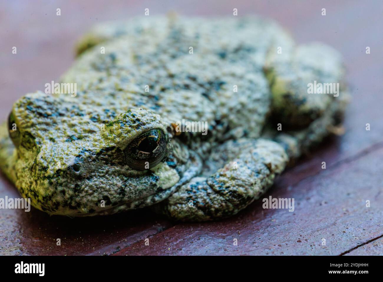 Una rana grigia seduto sul legno che cerca di mescolarsi con braccia e gambe nascoste. Primo piano Foto Stock