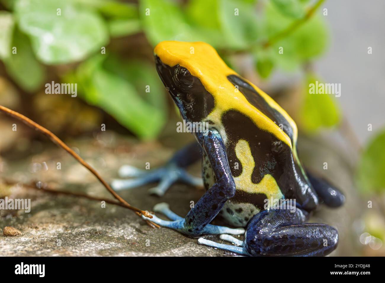 Il dart rana velenosa (Dendrobates tinctorius), Foto Stock