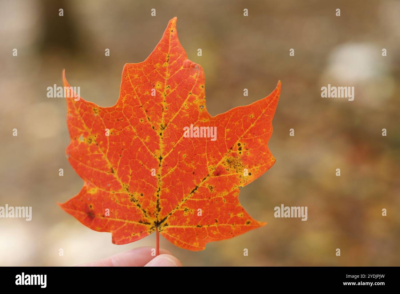 Foglia d'acero color autunno rossa, tenuta in punta di dita Foto Stock