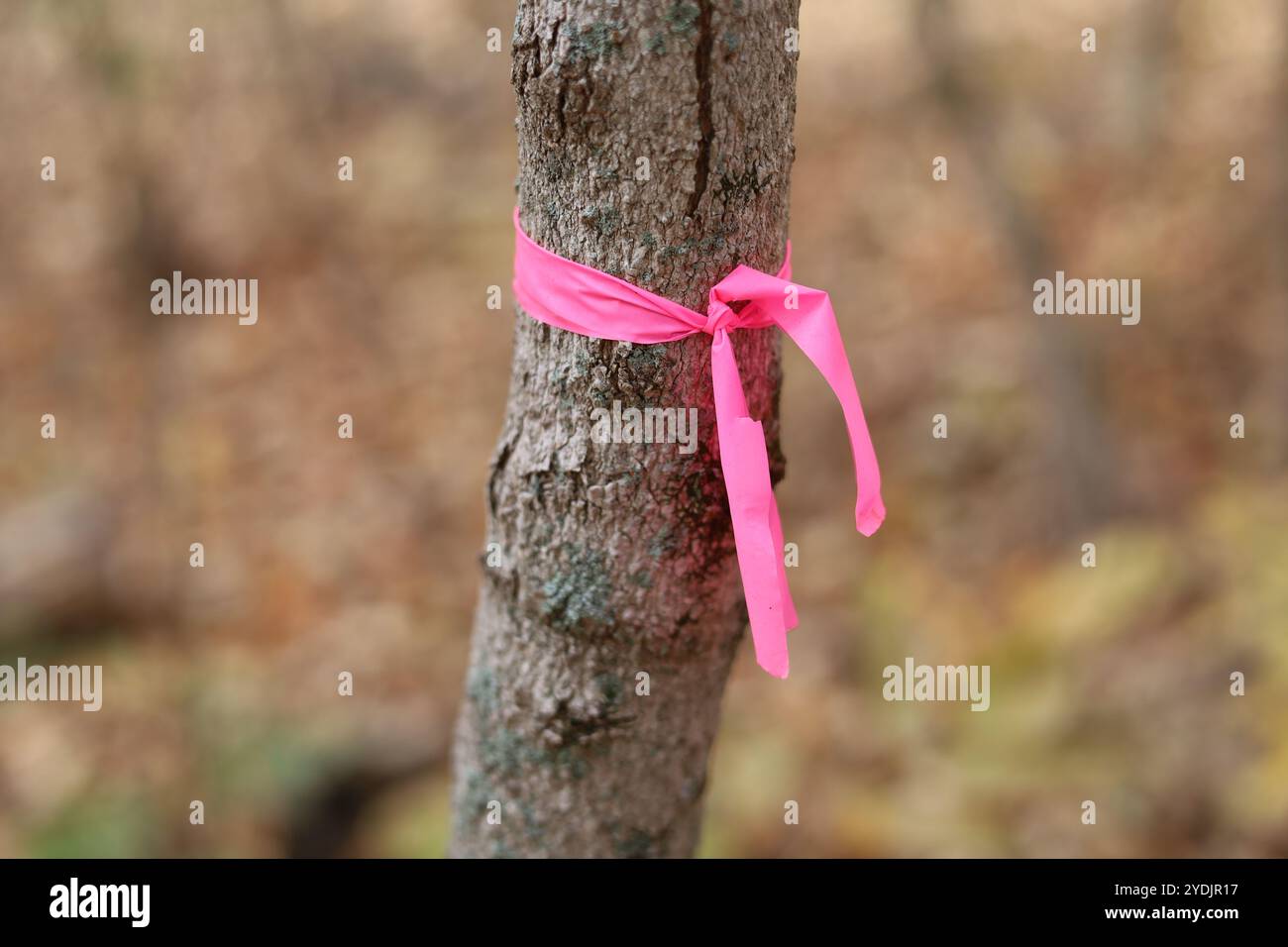 Nastro rosa legato intorno al tronco di un piccolo albero Foto Stock