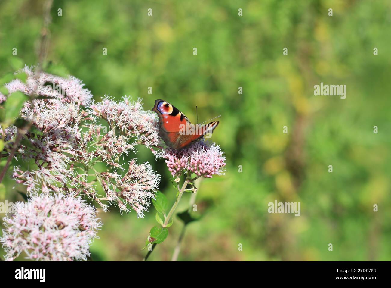 Una farfalla è appollaiata su un fiore rosa Foto Stock