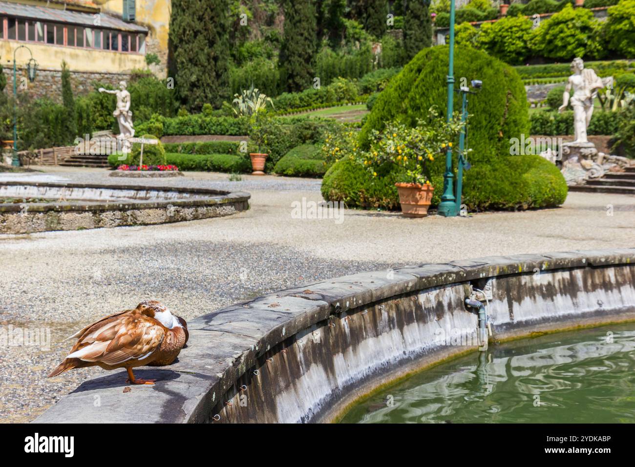 Anatra allo stagno della villa Garzoni a Collodi, Italia Foto Stock