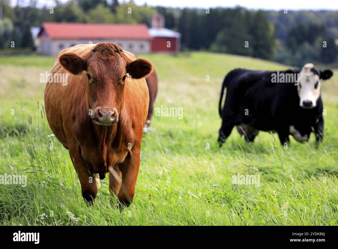 Due mucche pascolano nel campo con una curiosa mucca marrone che guarda nella telecamera. dof poco profondo Foto Stock