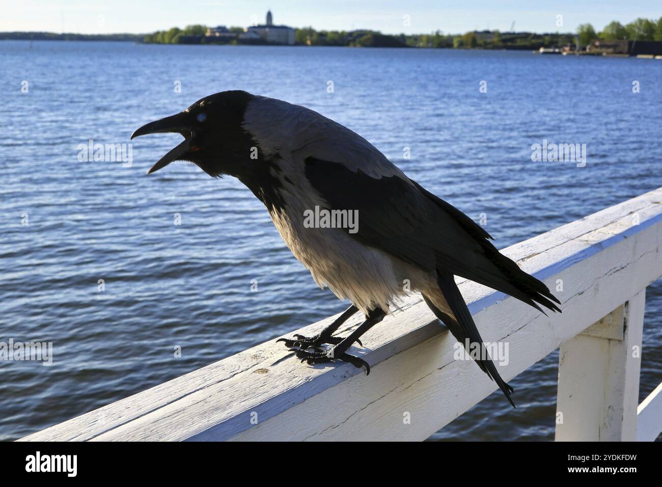 Crow con cappuccio, Corvus Cornix, che si infilano sulla ringhiera di legno del molo sul lungomare. dof poco profondo, concentrati sull'uccello Foto Stock