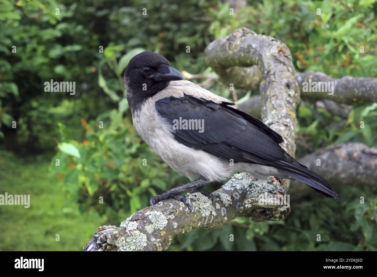 Young Hooded Crow, Corvus Cornix, primo piano arroccato su un albero in un giorno d'estate Foto Stock