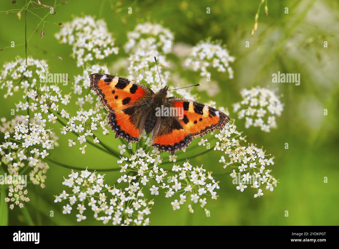 Piccola farfalla di tartaruga, Aglais orticae, che si nutre di fiori bianchi di prezzemolo di mucca, Anthriscus sylvestris Foto Stock